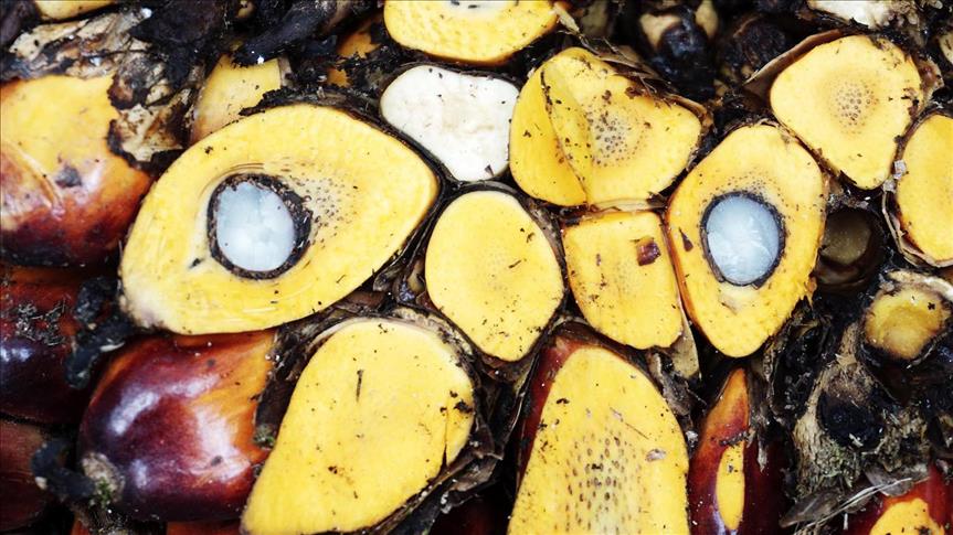 Petani kecil kelapa sawit sudah miliki sertifikat ramah lingkungan RSPO