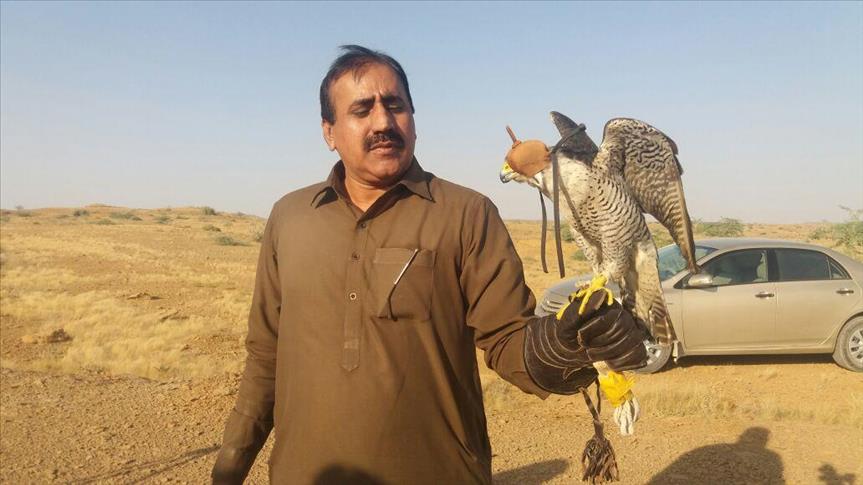 Rare falcon on decline in Pakistan due to Arab hunters