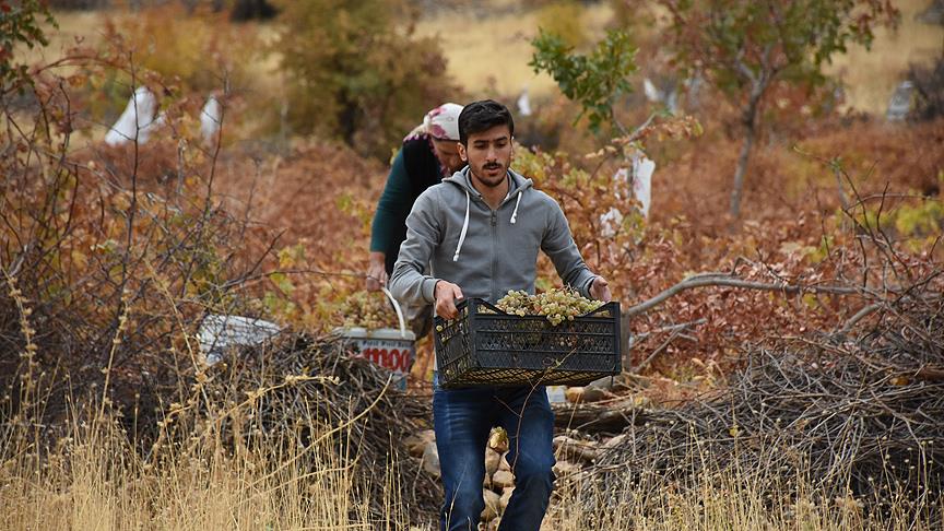 Mezrone üzümünün bağdan pekmeze yolculuğu 