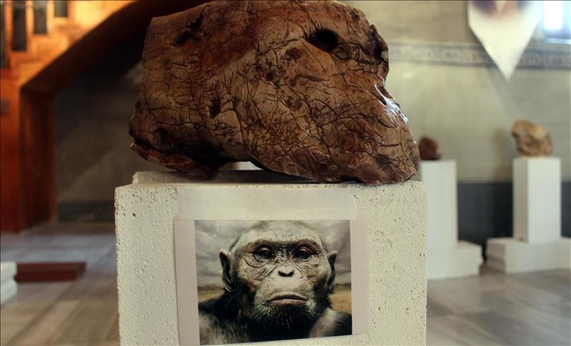 جمعها راعٍ تركي.. متحف لأحجار بملامح بشرية (تقرير)