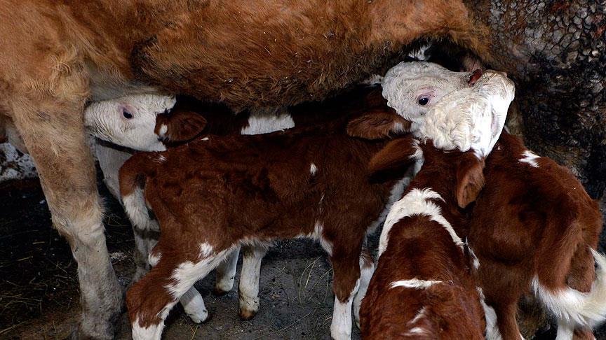 'Yılda yaklaşık 750 bin buzağı ölüyor'