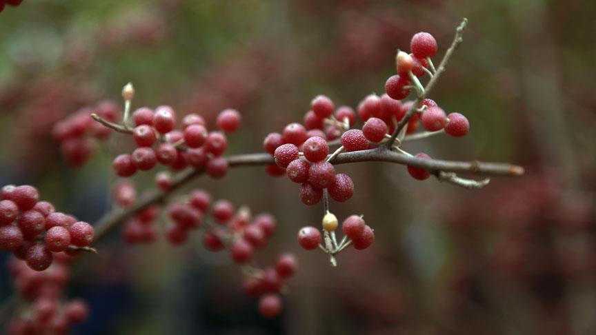 'Kutsal zeytin' güz yemişine akademik destek