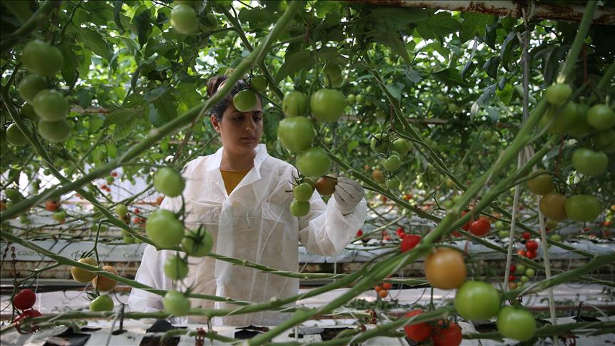 Turquie : Objectifs grandissants dans l'agriculture biologique