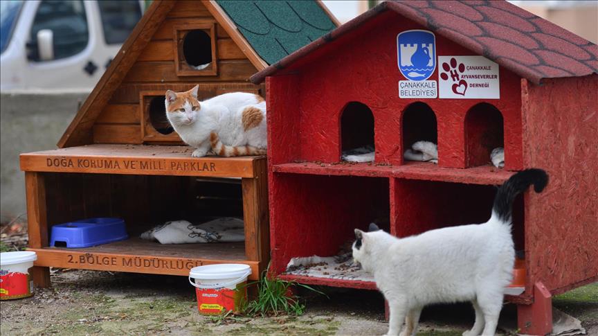 Turska: U zimskim danima 1.000 kuća za mačke i pse bez vlasnika