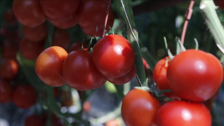 Turkish tomato exporter using hot springs to lead world