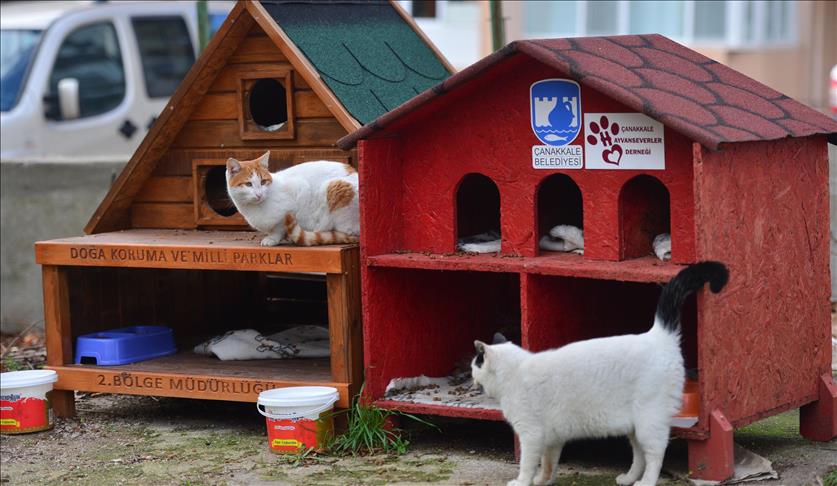 Турција: За зимските денови, 1.000 куќички за мачки и кучиња скитници