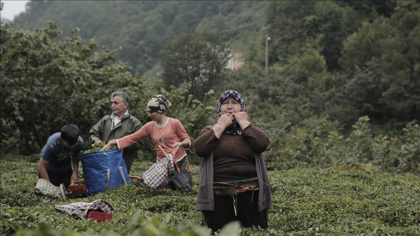 Radost u selu Kuskoy: Pola milenija star jezik zviždanja pod zaštitom UNESCO-a