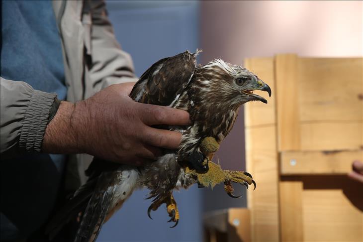 Turkish center treats birds, releases them back to wild