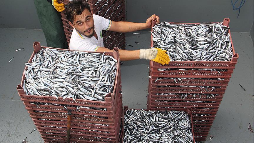 Turquie: Augmentation des recettes de l'exportation d'anchois vers 16 destinations