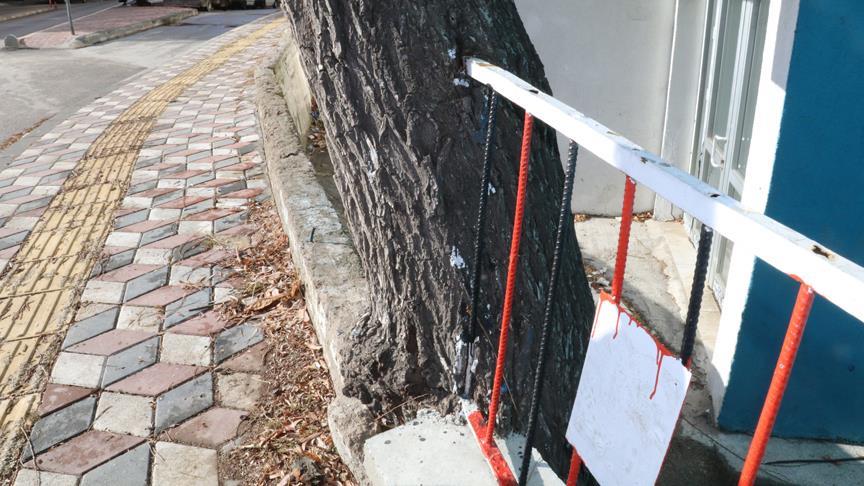 'Demir parmaklıklı' söğüt ağacı görenleri şaşırtıyor