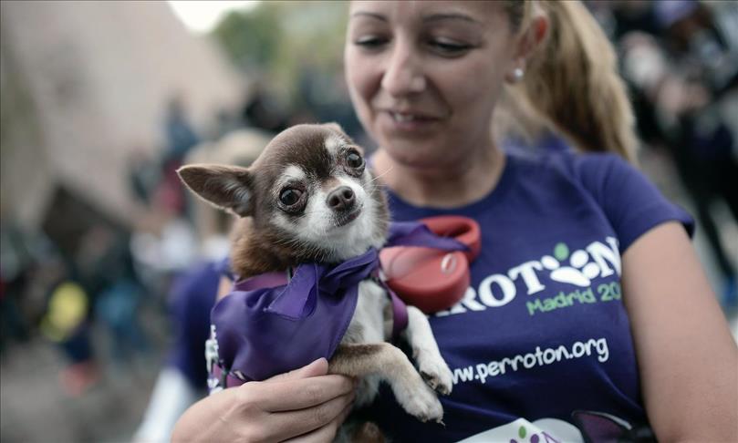 España aprobó que los animales sean considerados seres vivos y no cosas