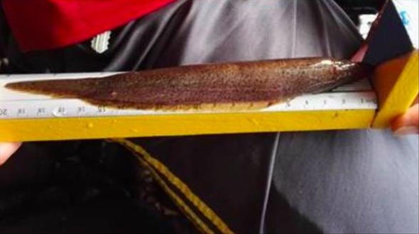 Detectan cuatro nuevas especies de peces en ríos de Costa Rica