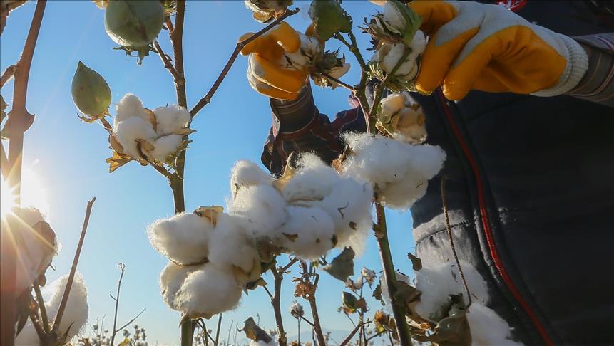 Islamic bank supports Cameroon cotton industry