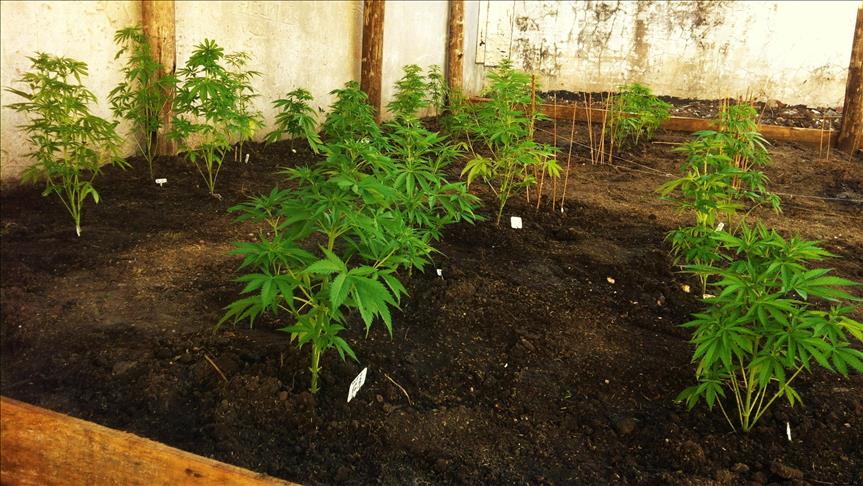 La marihuana medicinal comienza a venderse en las farmacias de Uruguay