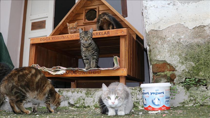 Feline moving day: Cat village to open in NW Turkey