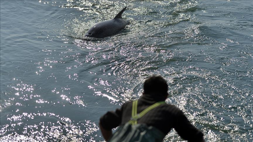 Pakistan's blind dolphins moving away from extinction