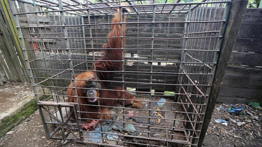 Orangutan Diana kembali ke alam liar di Hari Ibu