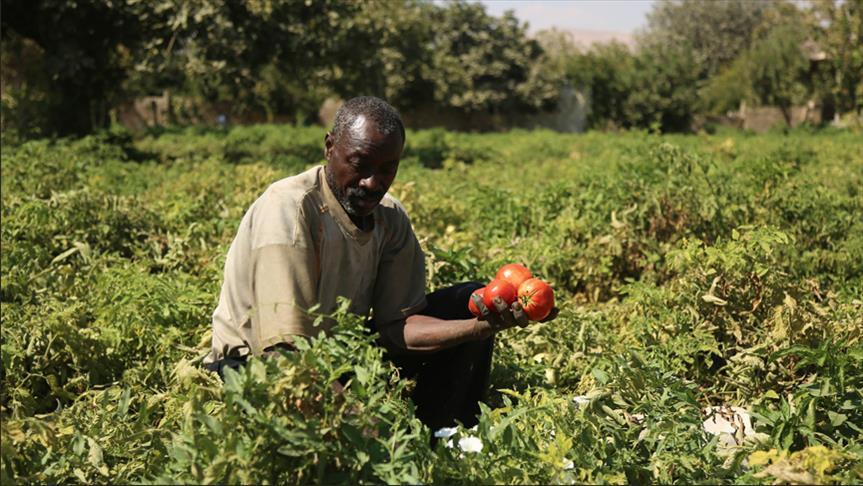 Soudan: Un million d’acres pour la culture du coton proposés au secteur privé turc