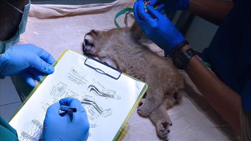 Cerita miris nasib si Slow Loris