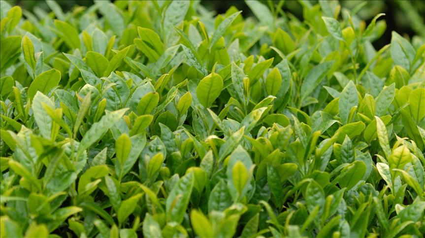 Le Burundi mise désormais sur le thé vert 