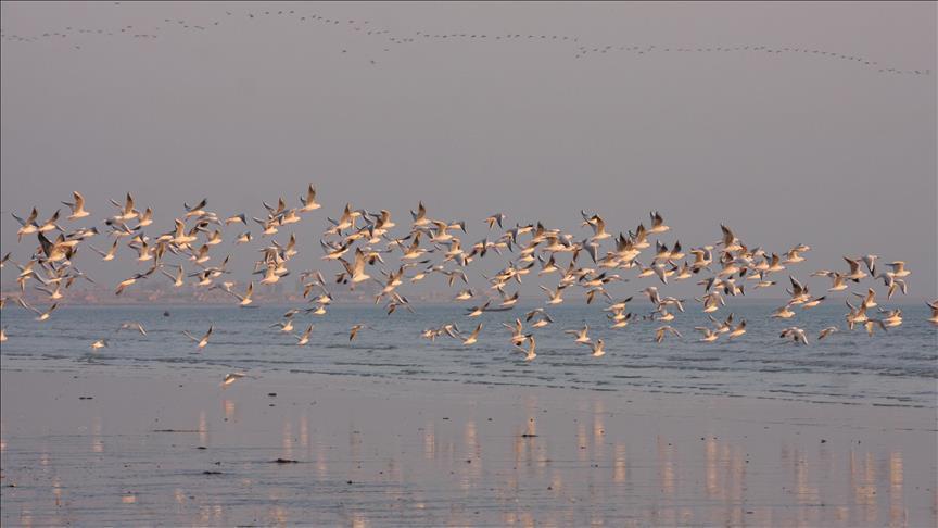 Nobles árabes siguen cazando aves en peligro de extinción en Pakistán