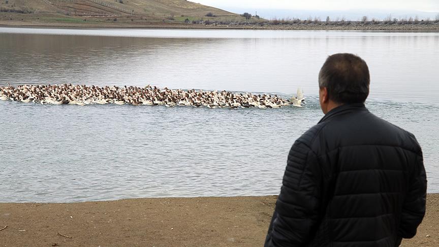 Devlet desteğiyle kaz çiftliği kurdu