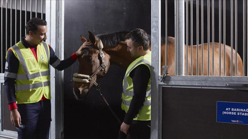 Turkish Cargo transporte 15 chevaux de Chicago à Istanbul
