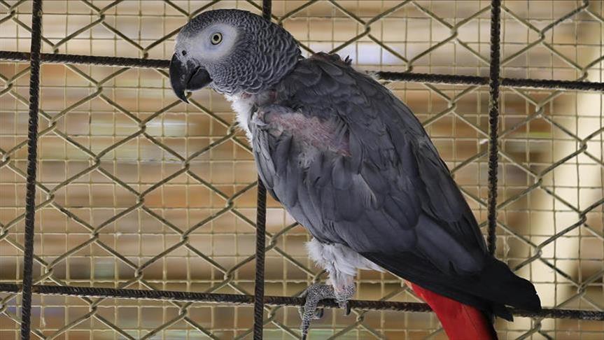 Turkey: Hundreds of rare African gray parrots seized