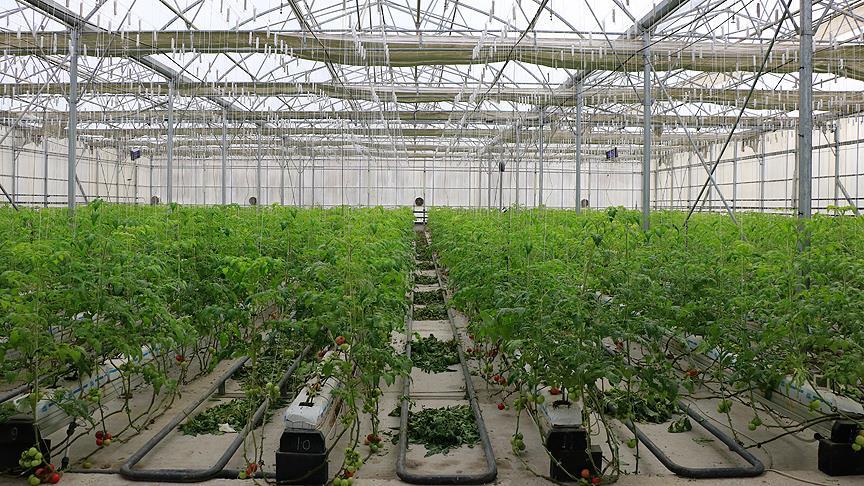 'Çöp'ten sağlanan enerjiyle domates yetiştiriyorlar