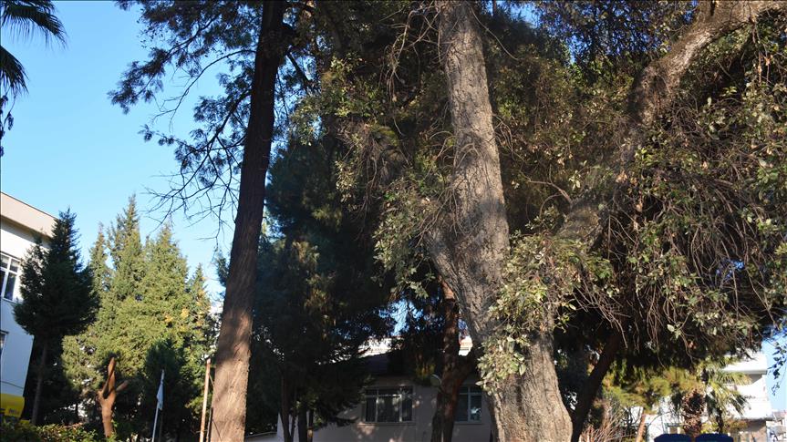 En Turquía modifican proyecto para proteger árbol de la era otomana