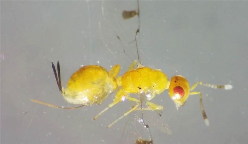 Turkish engineer discovers new insect in western Turkey