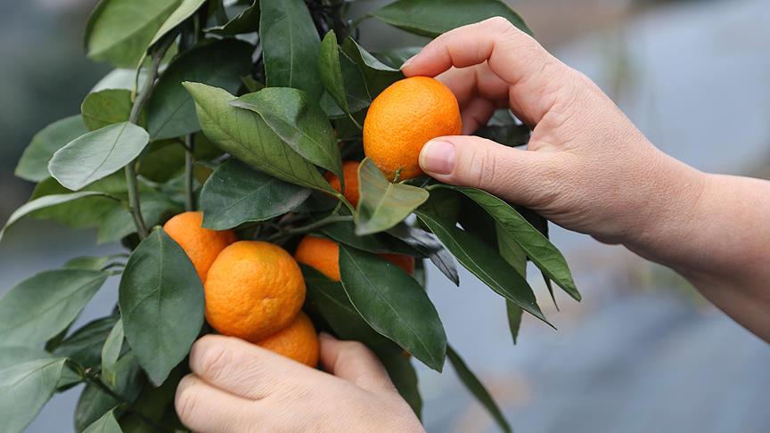 Rize mandalinası tescil yolunda