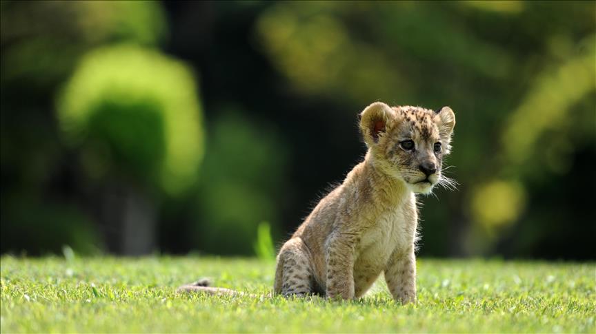 Turkey: Sudan's gift of 4 lion cubs meet zoo visitors