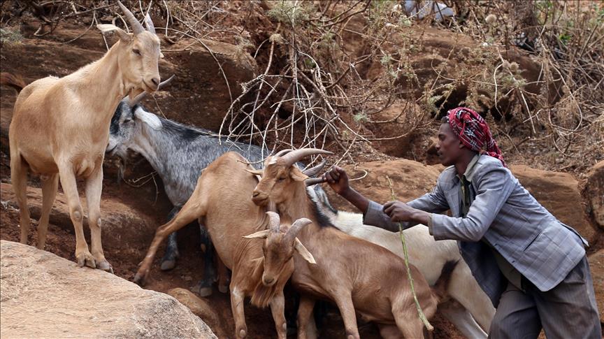 Burundi : «La peste des petits ruminants» frappe dans le Centre