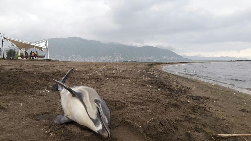Brésil: Une épidémie frappe le dauphin gris 
