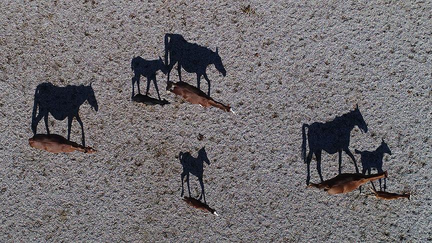 Şampiyon atlar burada yetişiyor