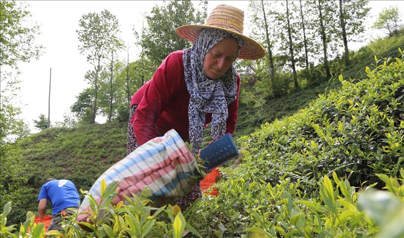 Turkey exports tea to 110 countries