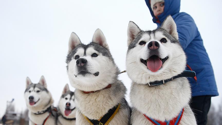Сибирските кучиња, голема атракција во паркот близу центарот на Москва