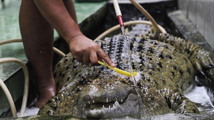 Piara reptil buas, dari kasihan jadi kesayangan