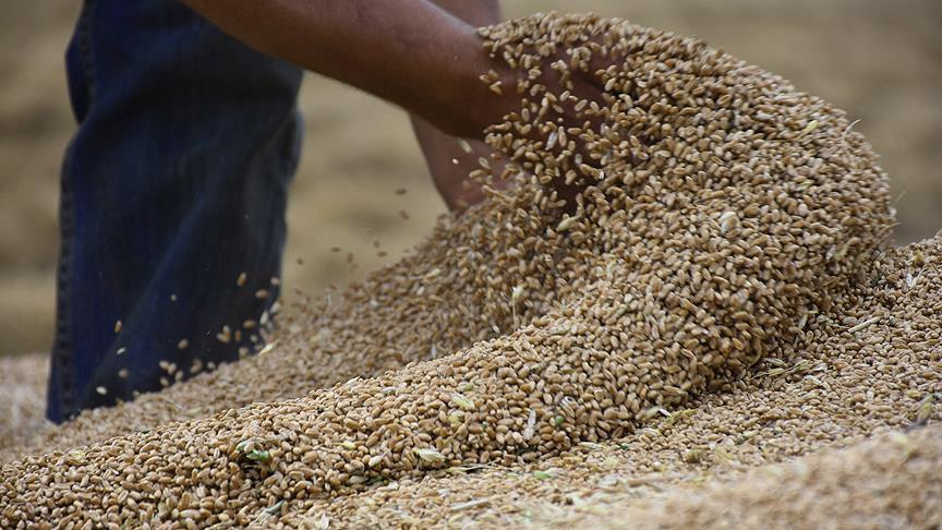 العراق يخسر 30 بالمائة من محصولي القمح والشعير بسبب شح الأمطار