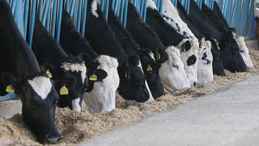Turkey's animal production surges 8.6 percent