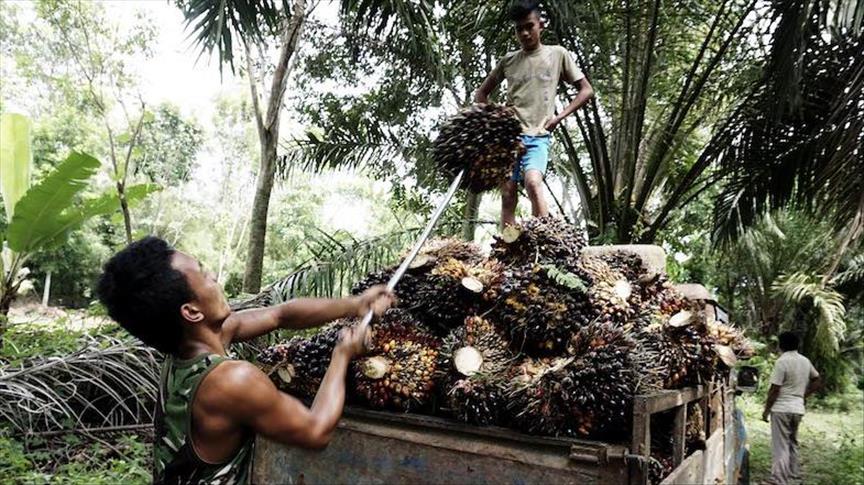 Indonesia-Uni Eropa bahas larangan biodiesel kelapa sawit di Solo