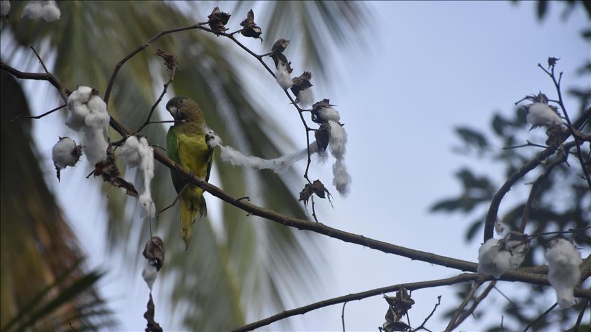 Panamá busca acabar con la tala ilegal de bosques para el año 2020