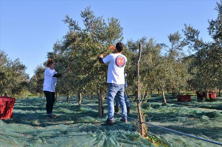 Turkish agency supports olive production in Montenegro