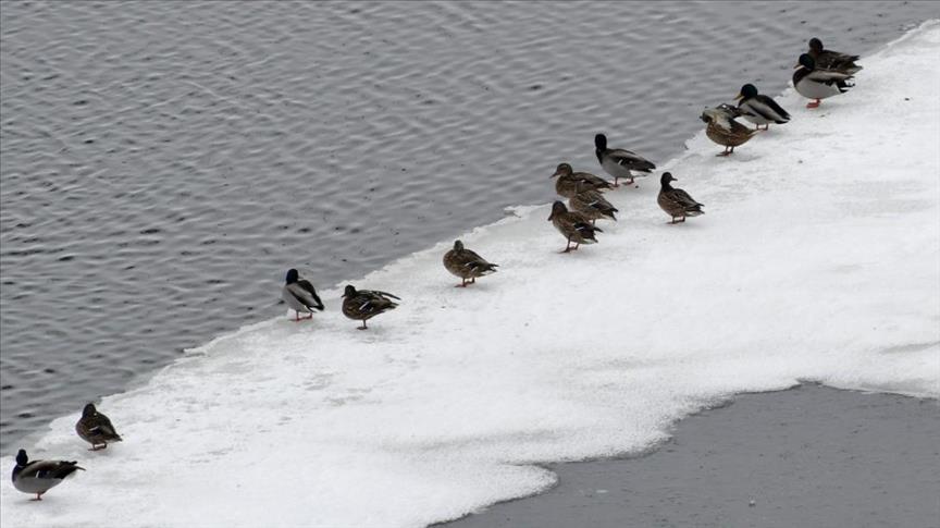 بحيرة البط تستقبل الطيور المهاجرة بعد ذوبان الجليد من سطحها     
