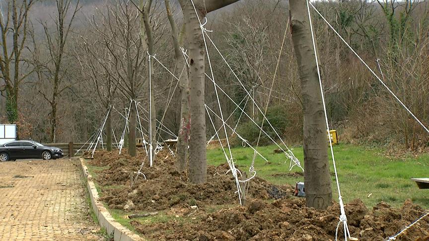 Maçka Parkı'ndan ağaç taşıma çalışmaları tamamlandı