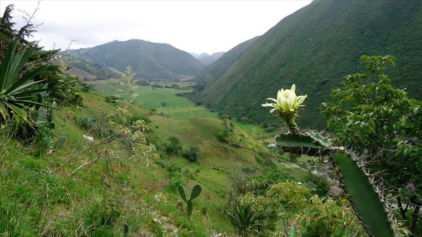 Deforestación de bosques, el principal desafío ambiental de Colombia