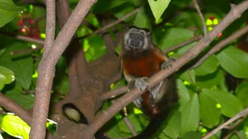Un puente colgante para animales silvestres en Medellín, Colombia