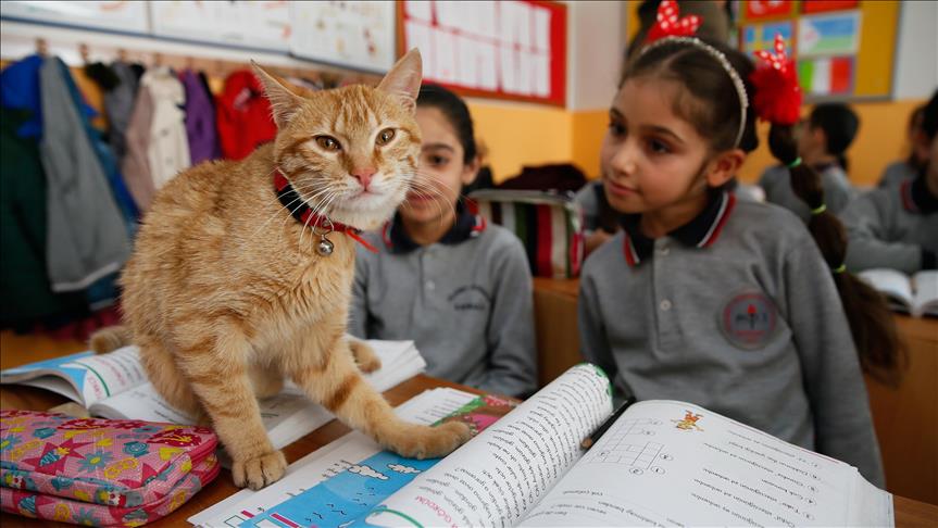 Mačka postala redovni ”učenik“ osnovne škole u turskom Izmiru