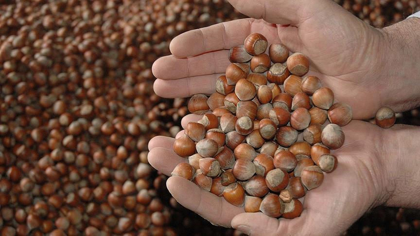 China growing market for Turkish hazelnut exports
